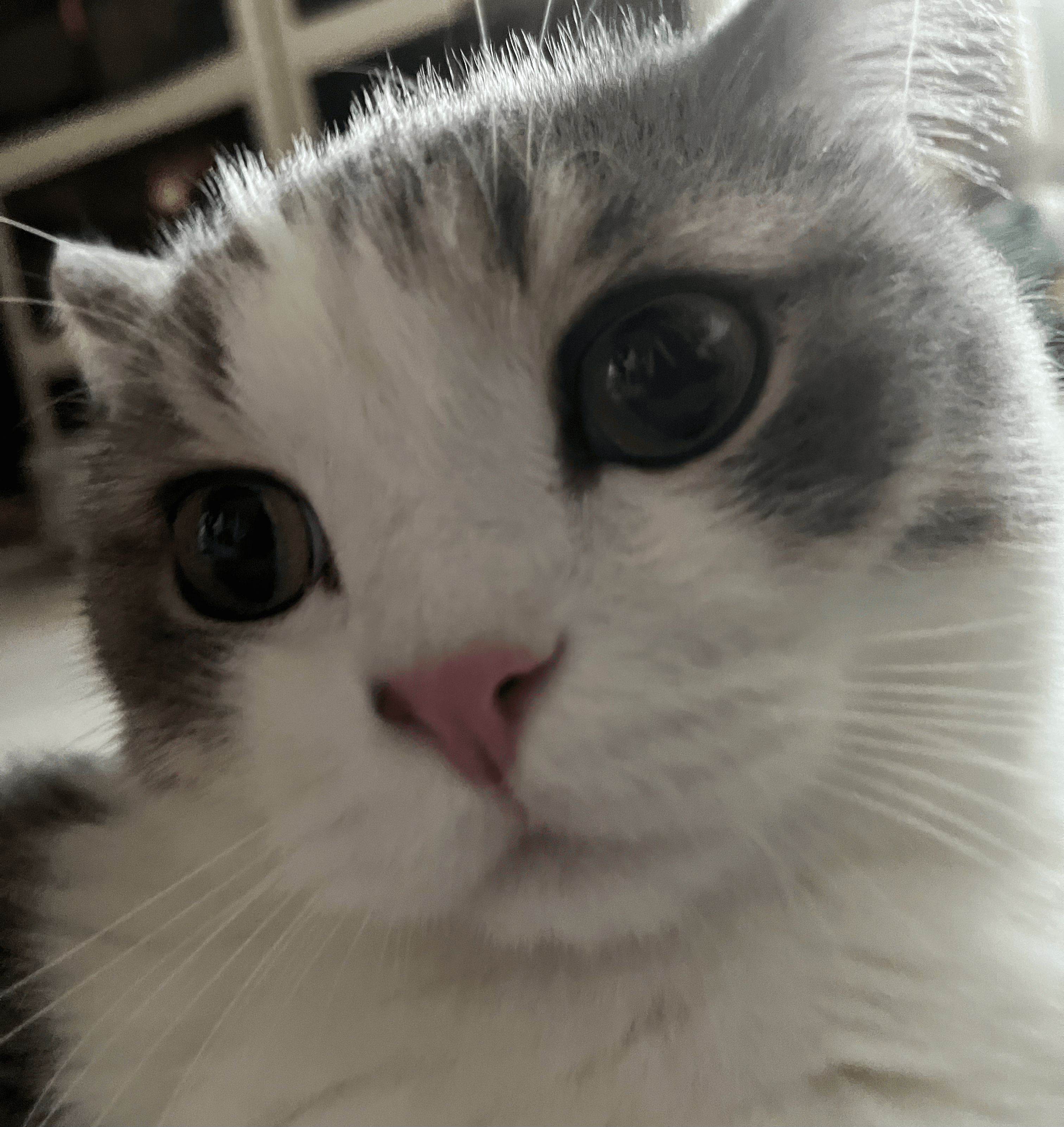 Asterr preview placeholder